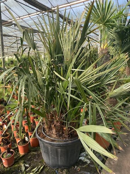 Rhapidophyllum Hystrix Pot Cm Pallet Gardenpalms