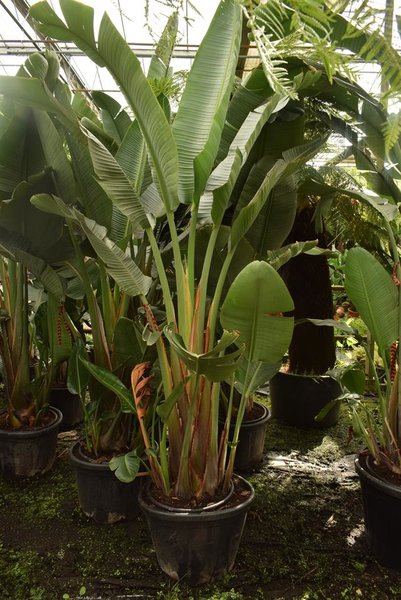 Strelitzia augusta - total height 180+ cm - pot Ø 38 cm - gardenpalms