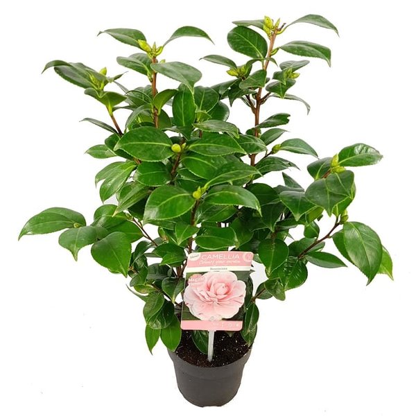 Camellia japonica Bonomiana - totale hoogte 50-70 cm - pot Ø 15 cm -  Gardenpalms
