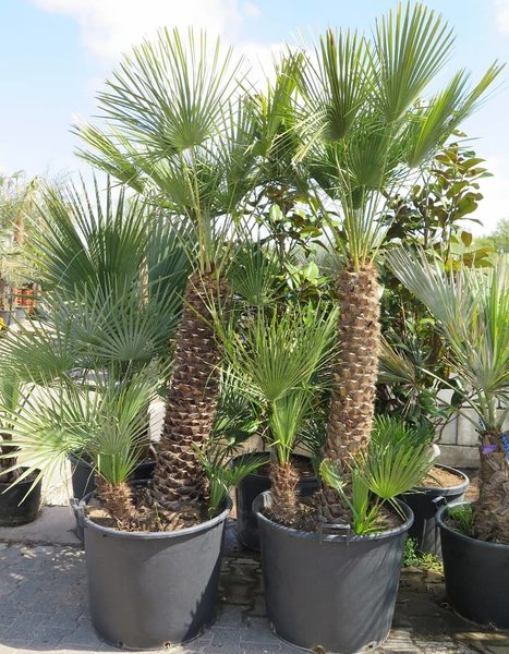 chamaerops humilis