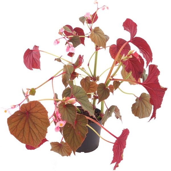 Begonia grandis deals