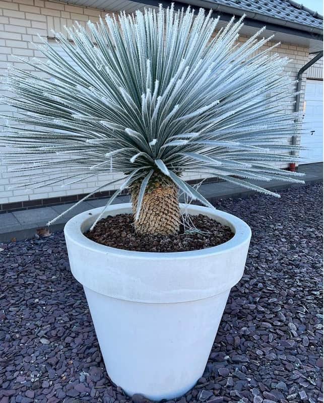 Yucca rostrata - trunk 170-180 cm [pallet] - gardenpalms