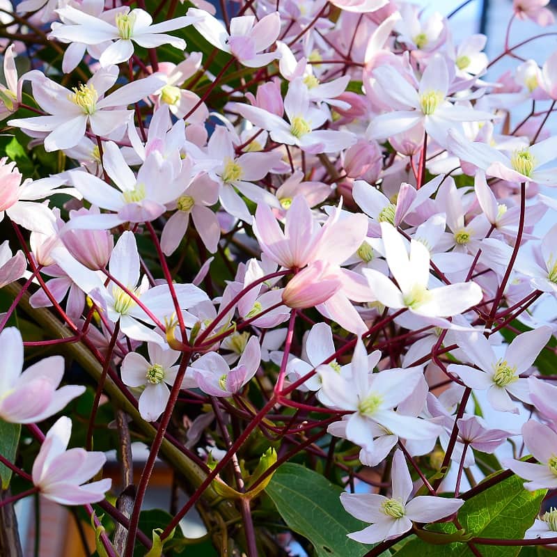 Clematis deals apple blossom