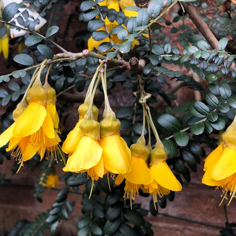 sophora microphylla