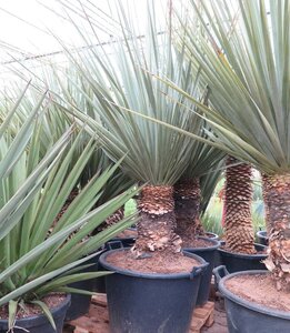 Palmier Yucca Elephantipes (C50) - Pépinière Sainte Marguerite