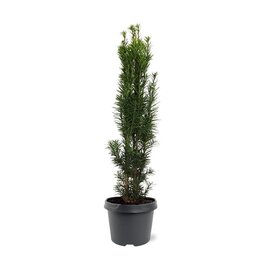 Ginkgo biloba pot Ø 17 cm - MyPalmShop