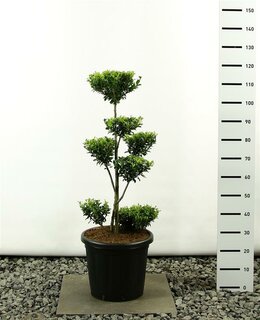 bonsaï kanuma substrat – Pépinière Jasmin