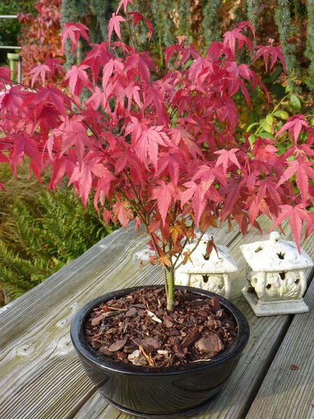 Acer Palmatum Atropurpureum Pot Ltr Totale Hoogte Cm Gardenpalms